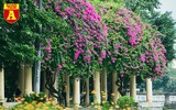 Hoa giấy bung nở khoe sắc ở Hà Nội